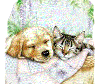 chat et chien
